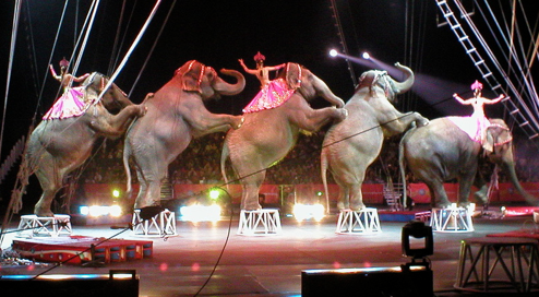 Circus met dieren blijft Capelle a.d. IJssel | Circus