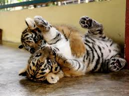 baby tijgers