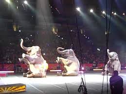 Ringling Brothers Circus olifanten