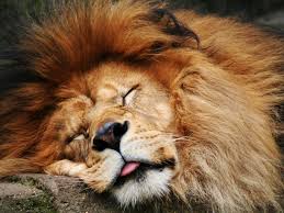 leeuw slaapt