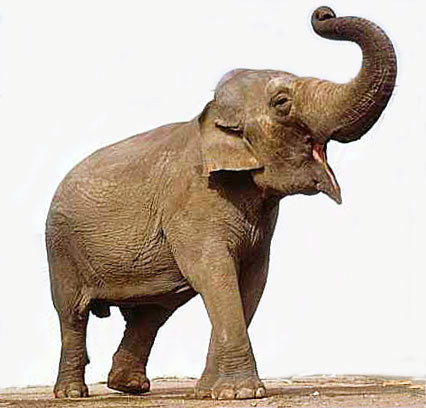 olifant 2