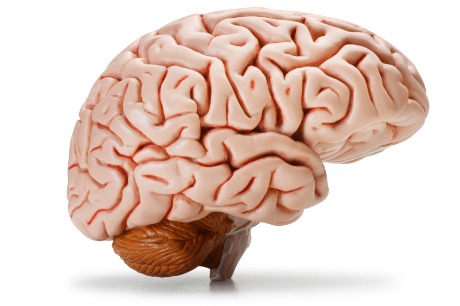 hersenen
