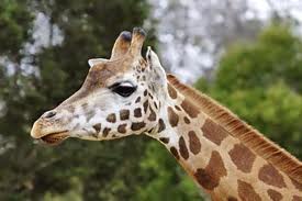giraf blog
