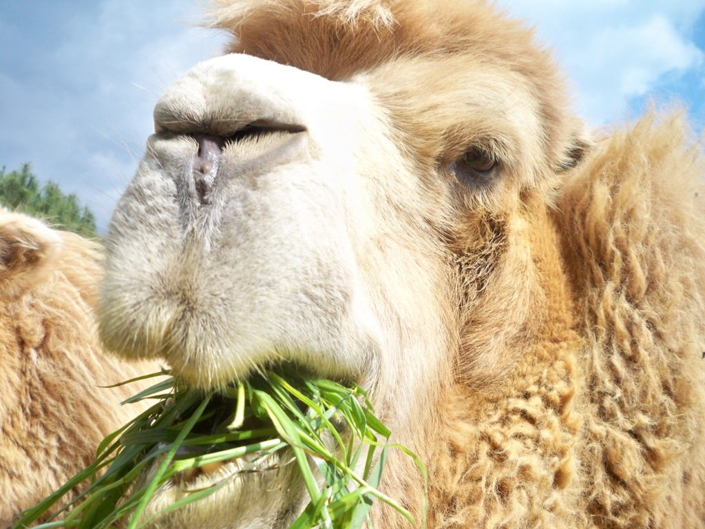 kameel gras