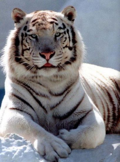 tijger siberische