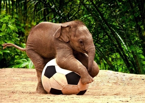 olifant voetbal