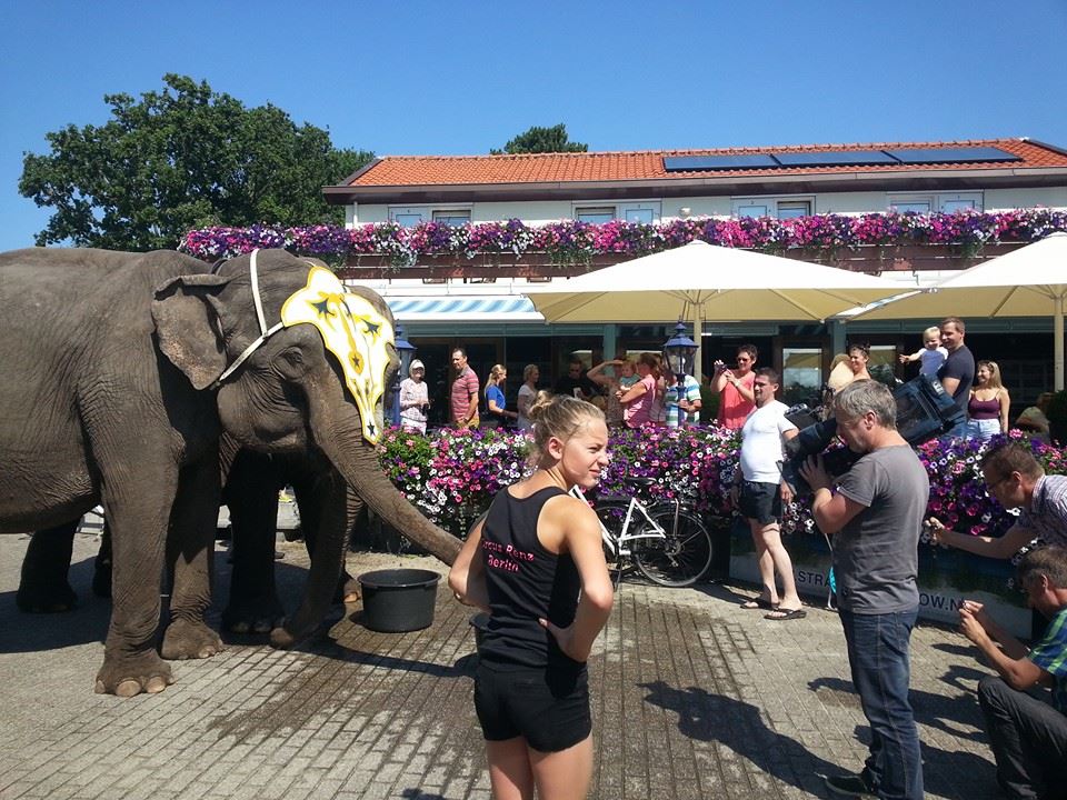 circus renz berlin olifanten duinoord