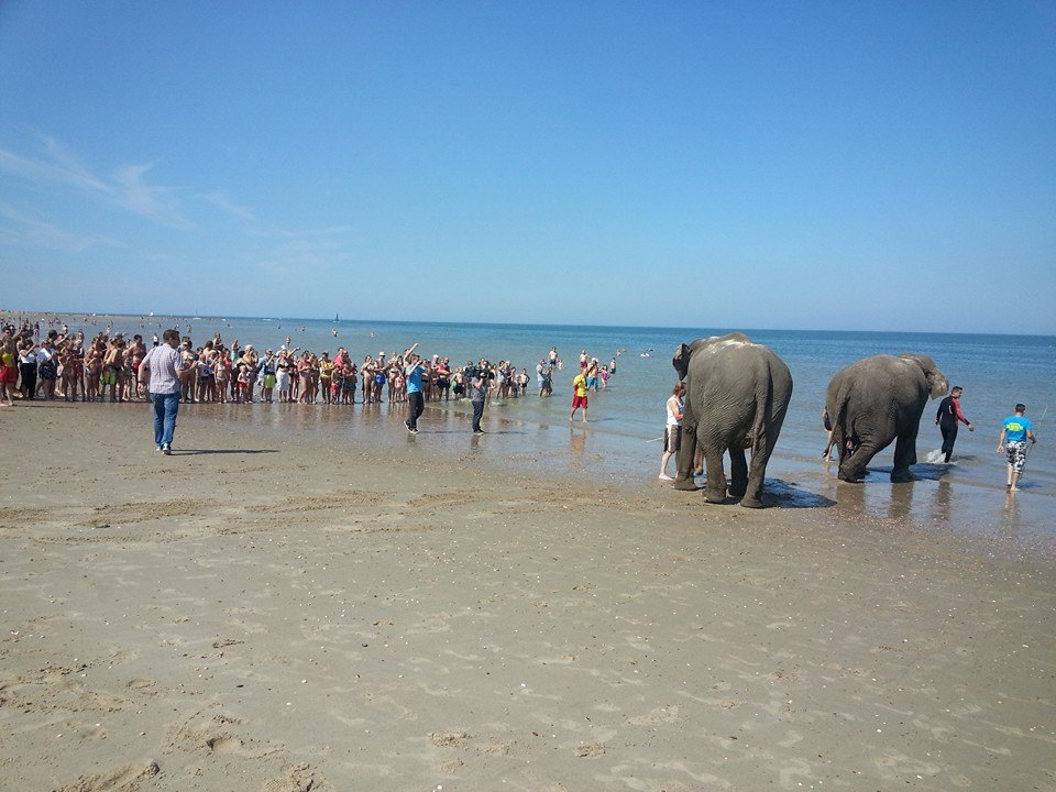 circus renz berlin olifanten in zee