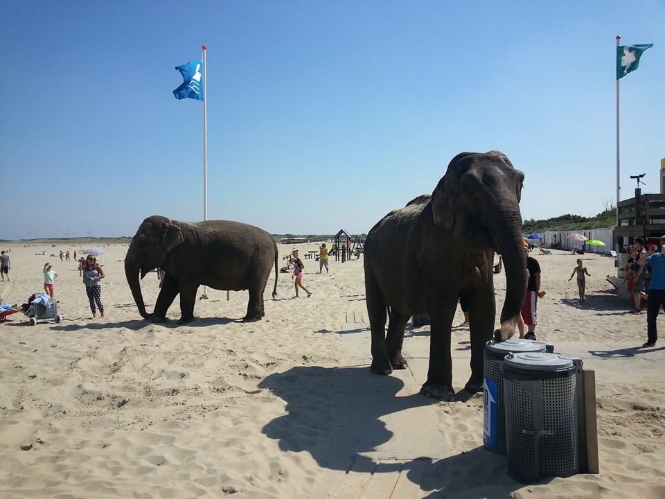 circus renz berlin olifanten op strand