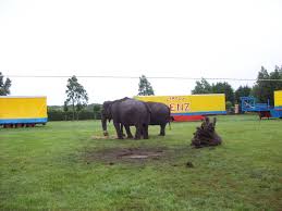circus renz international olifanten