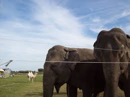 circus renz berlin olifanten